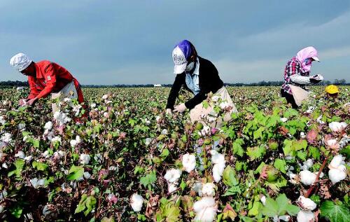 新疆農(nóng)場全天候監(jiān)控項目案例